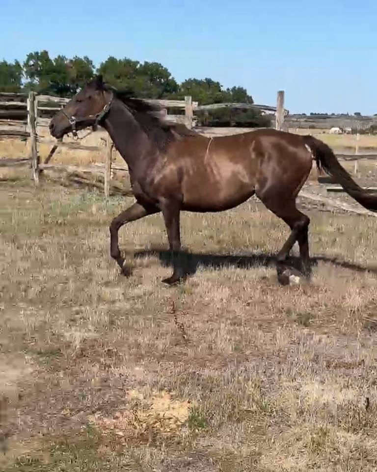 Petite jument 3 ans sport Z 1m56