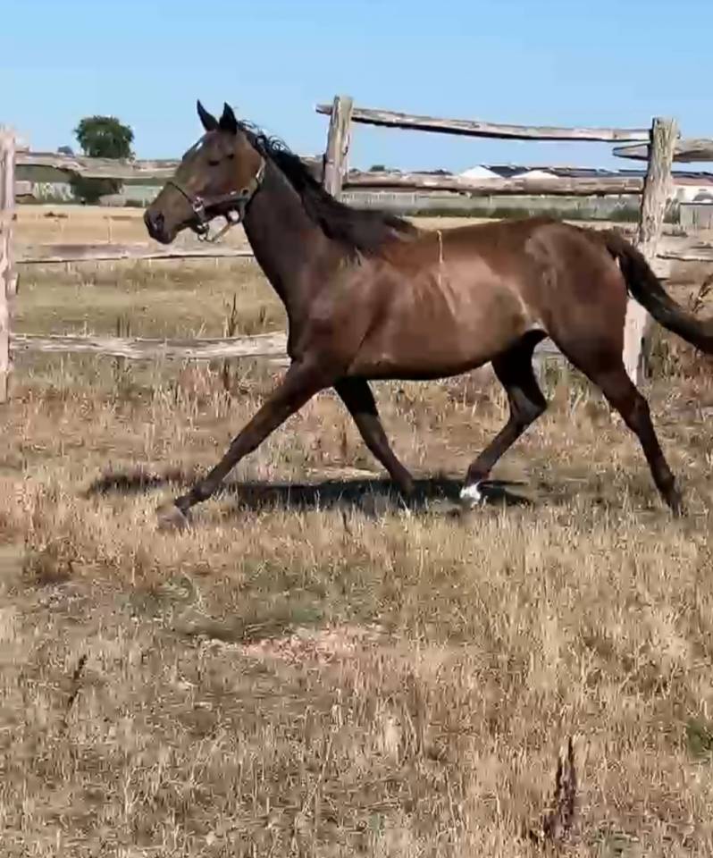 Petite jument 3 ans sport Z 1m56