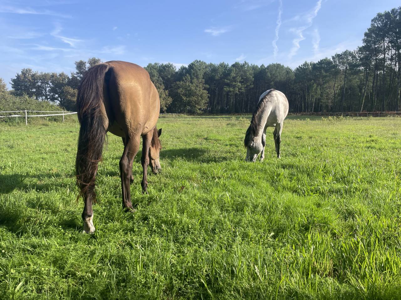 Maison dans la f&ocirc;ret proche oc&eacute;an 4 a 6 cavaliers