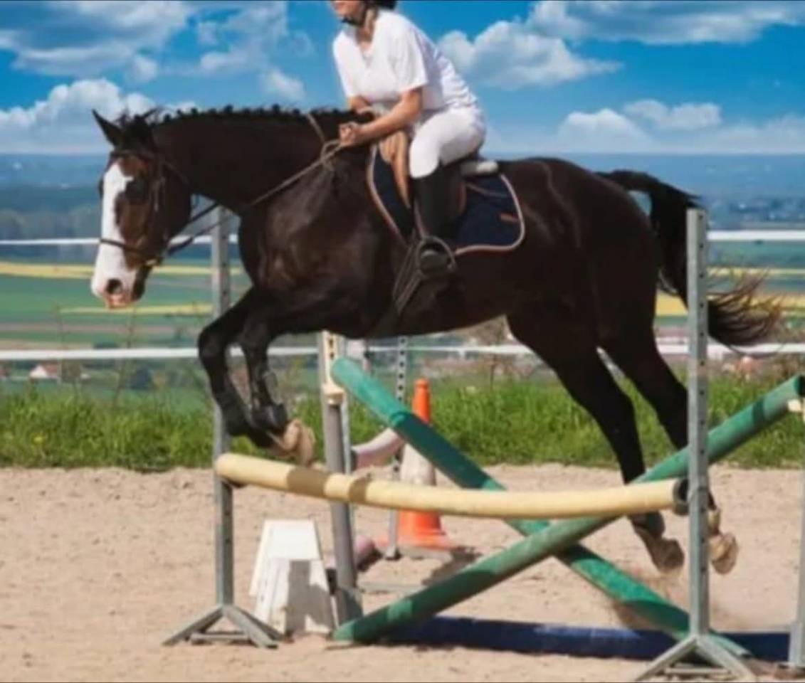 Cheval hongre de sport/loisir