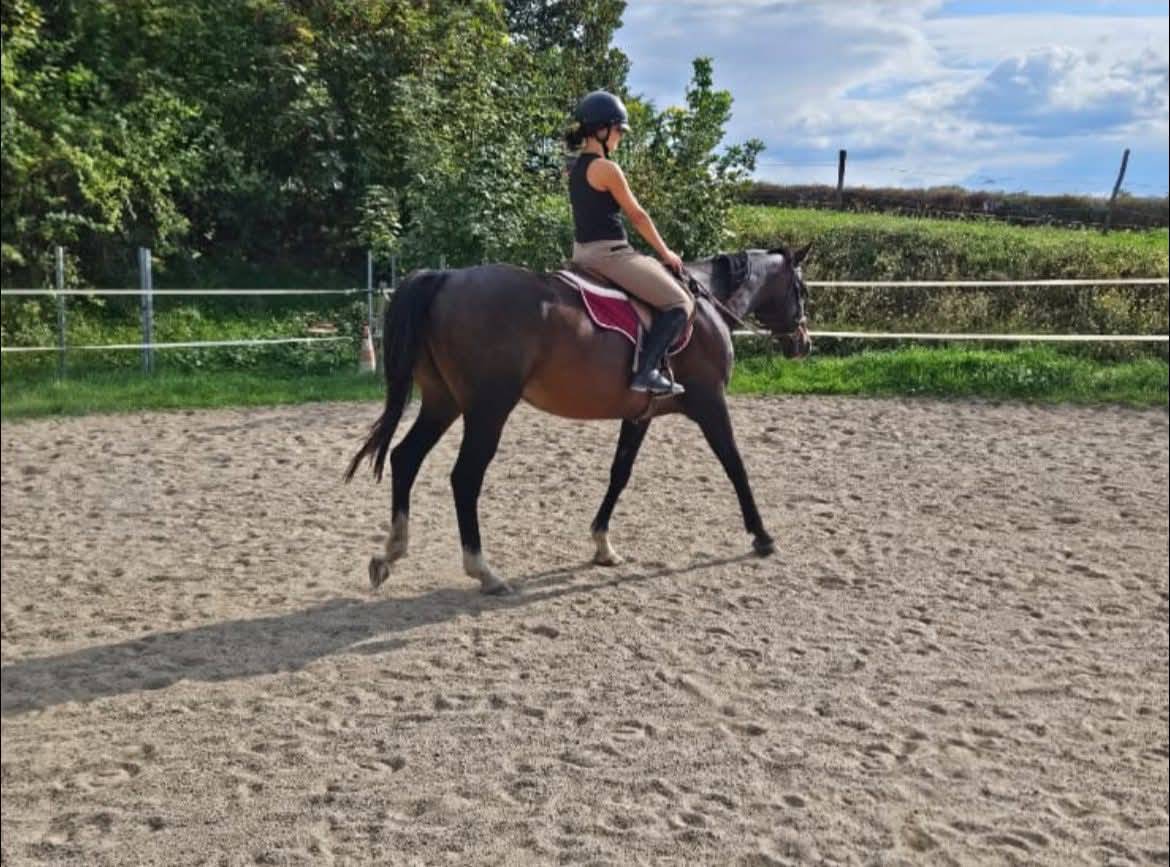 Cheval hongre de sport/loisir