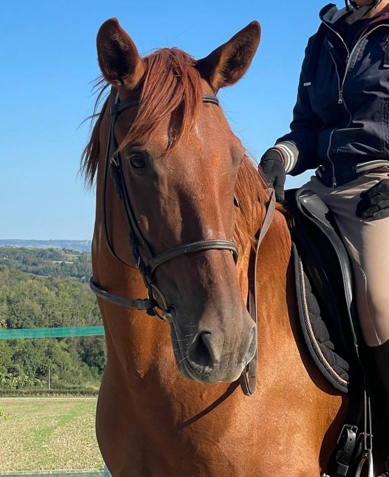 Jument PRE de sport/loisir