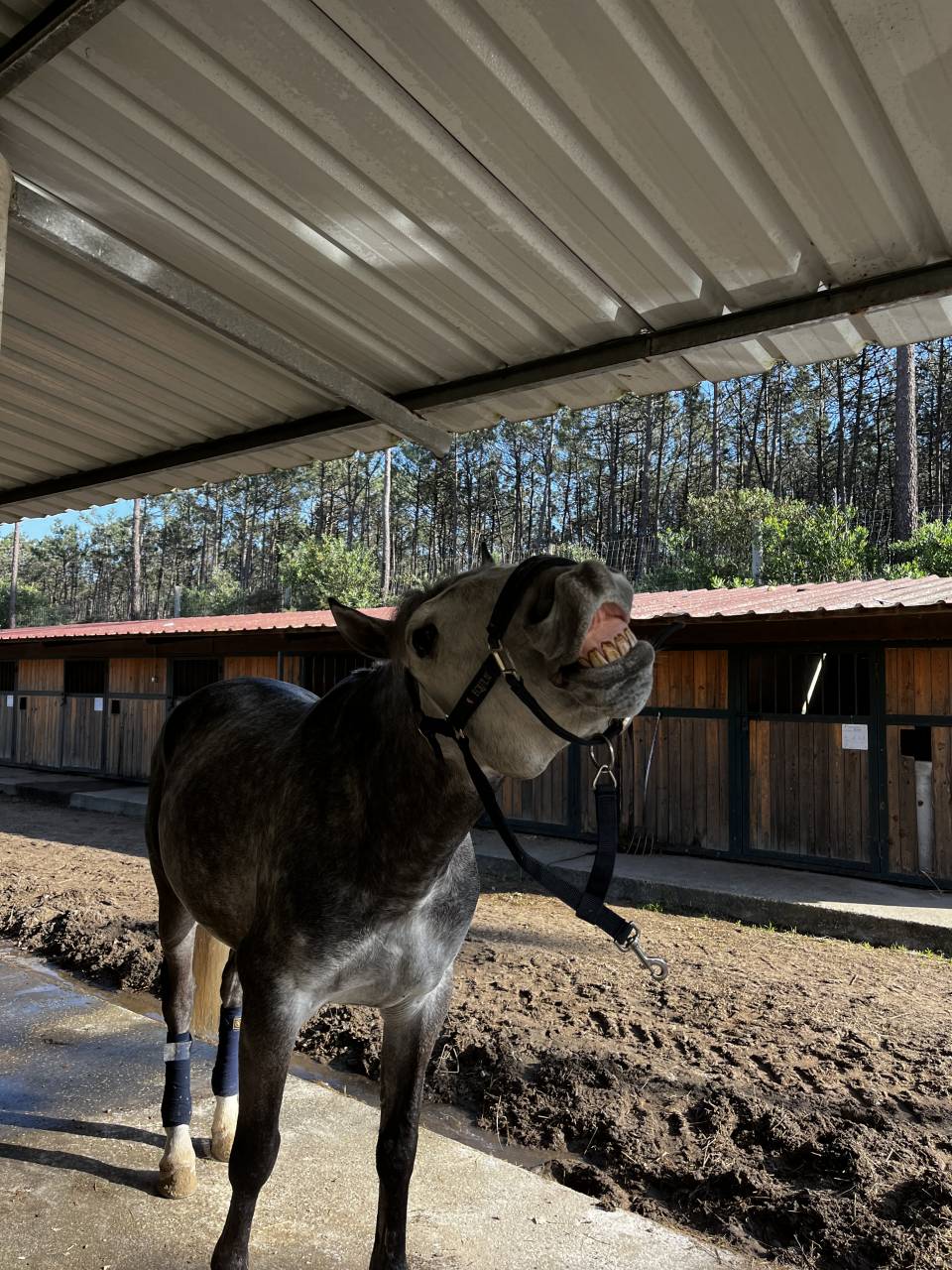 Lusitanien polyvalent, 9 ans