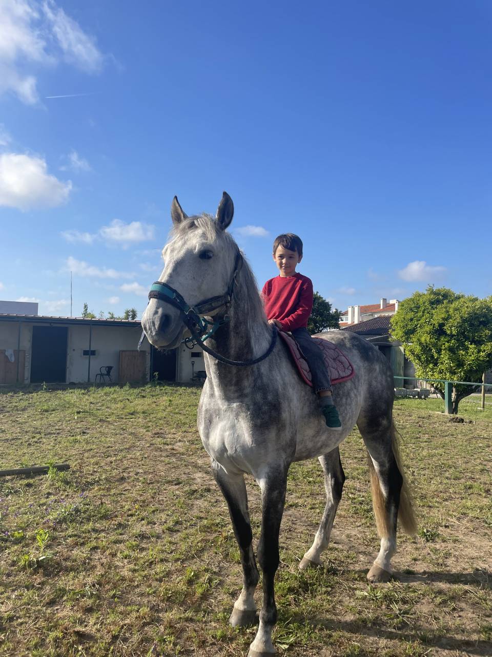 Lusitanien polyvalent, 9 ans