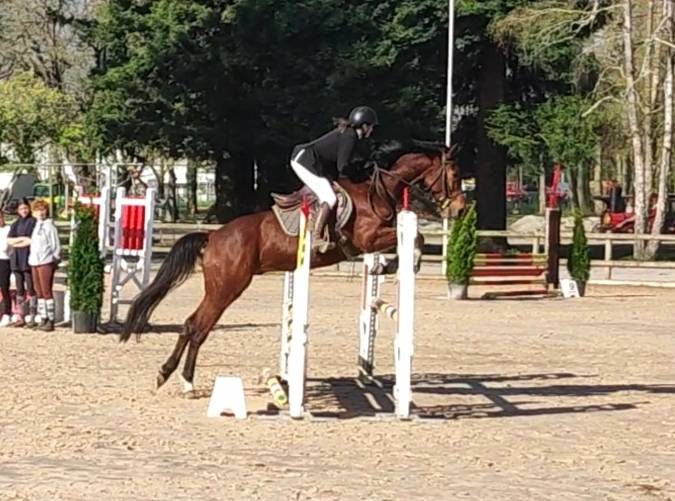 Hongre AA 5 ans - vu en concours r&eacute;cemment 