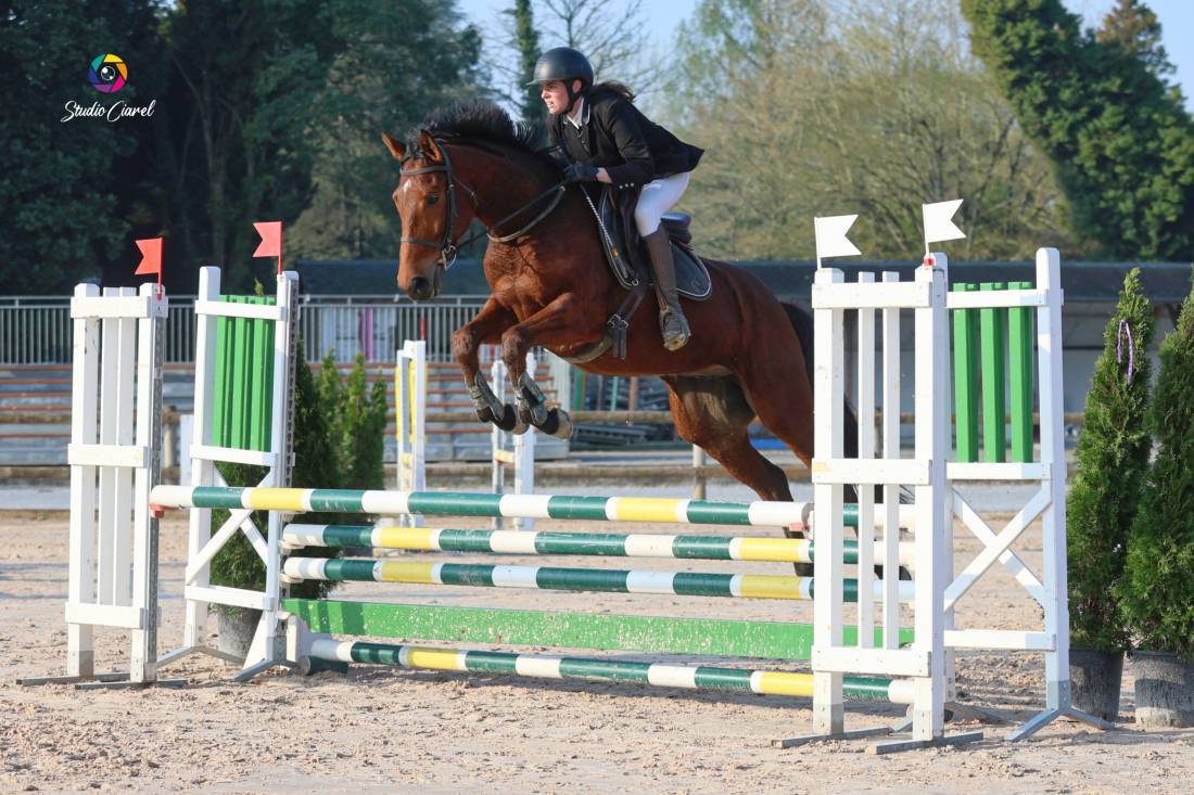 Hongre AA 5 ans - vu en concours r&eacute;cemment 