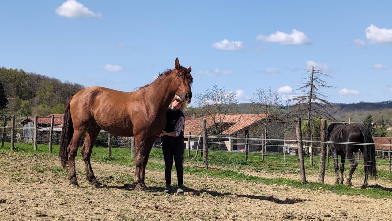 IMPERIAL - PRE 3 ans, cheval d'avenir 