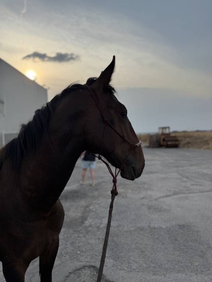 Entier OC possible de castrer 