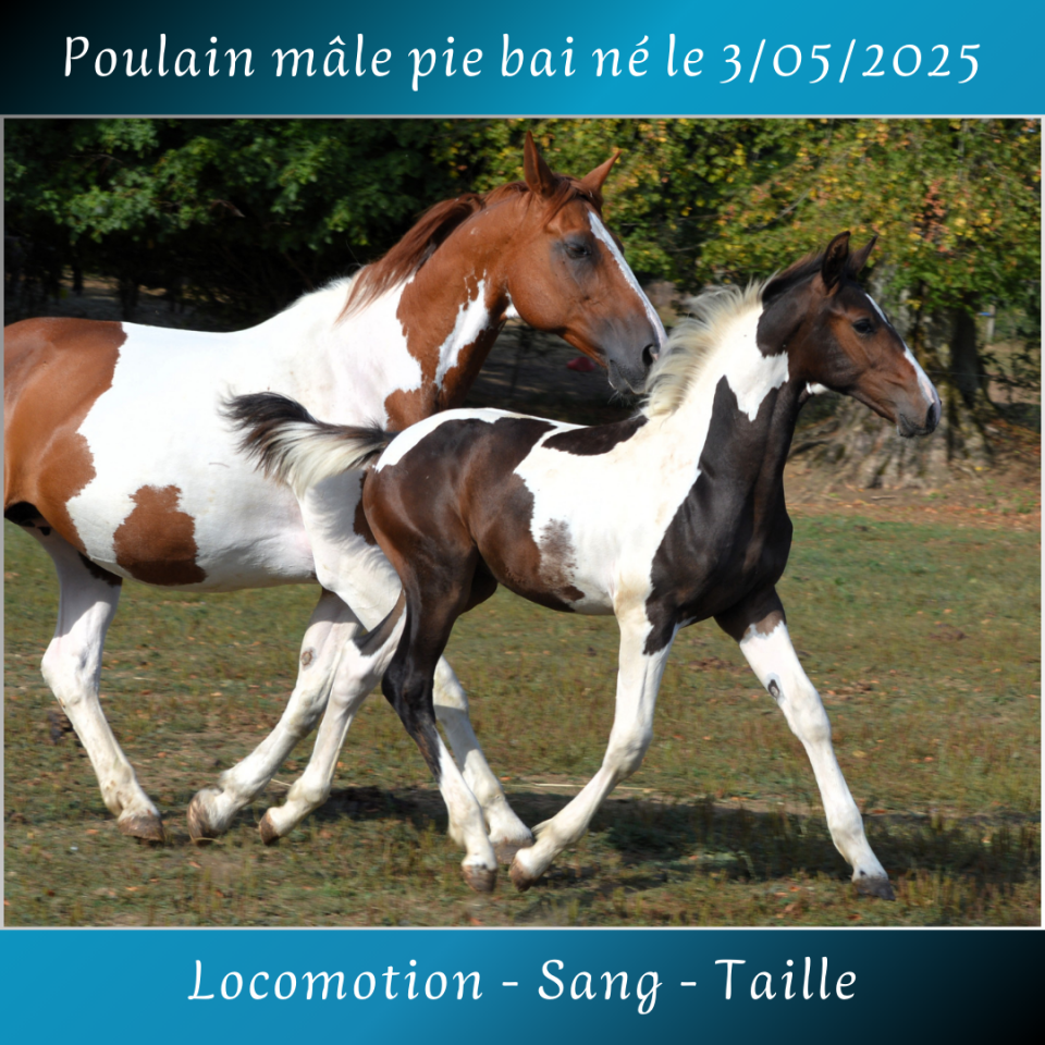 FOAL MÂLE PIE BAI 2025
