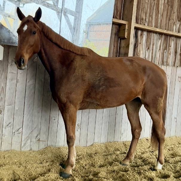 Jolie Star Blonde - Jument de 6 ans