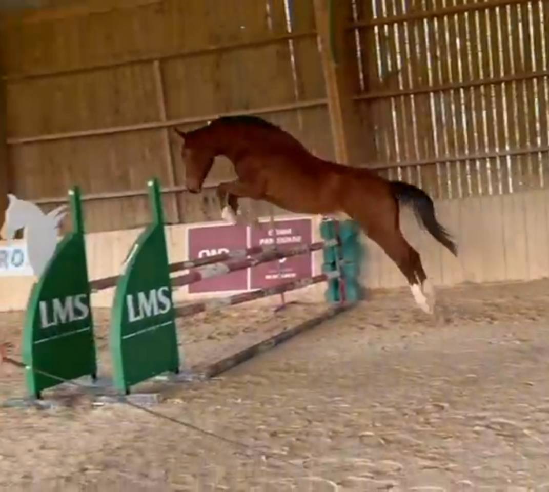 Jument SF Nina Vehem