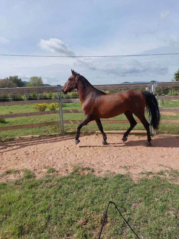  Engreido - Hongre PRE de 8 ans 