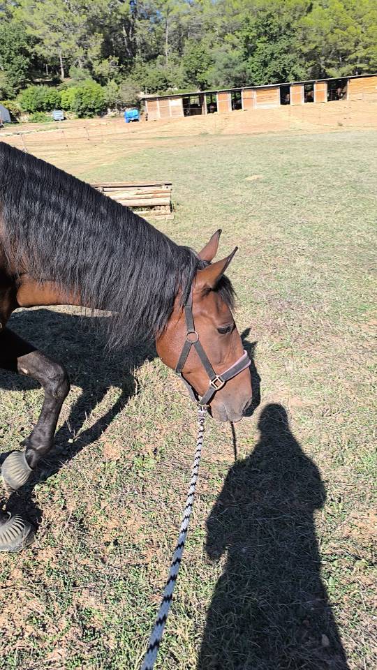  Engreido - Hongre PRE de 8 ans 