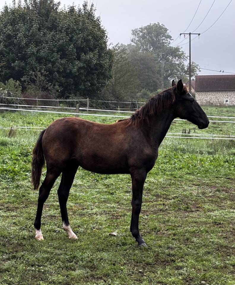 Pouliche lusitanien noire 8 mois 