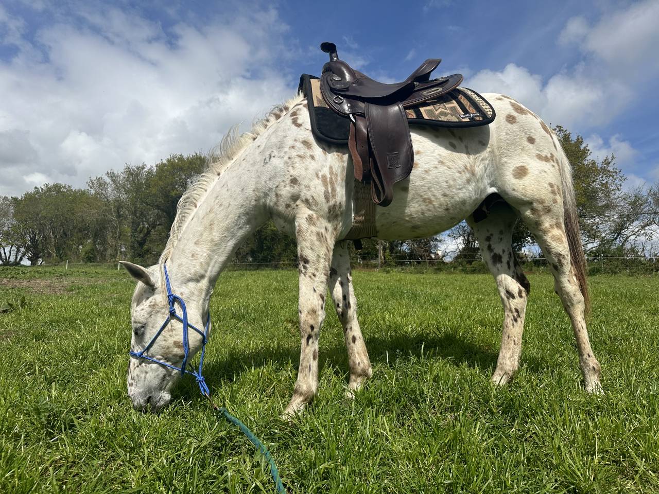Appaloosa hongre 3 ans pp 