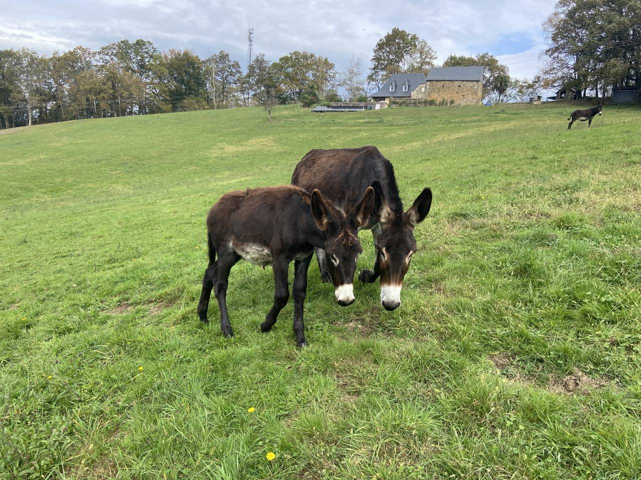À vendre Ânon des Pyrénées 