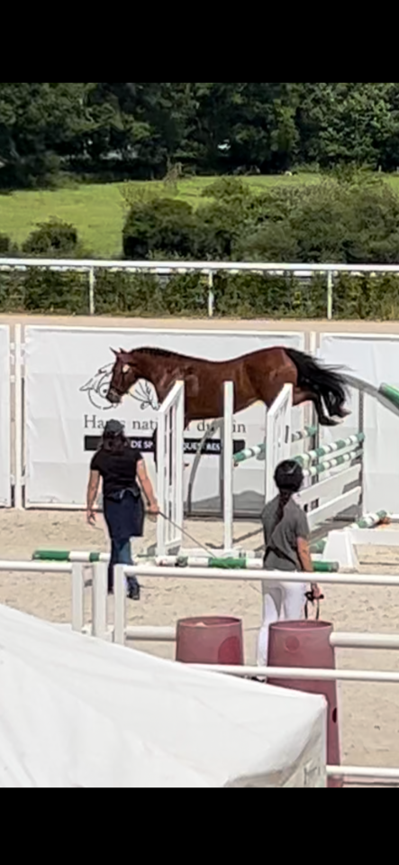 Pouliche origine CSO