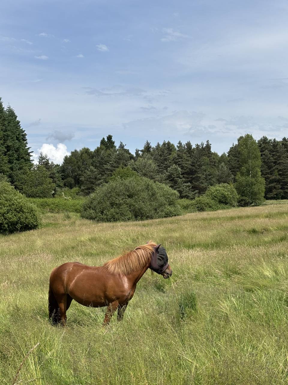 Jument OC de 4 ans à vendre 