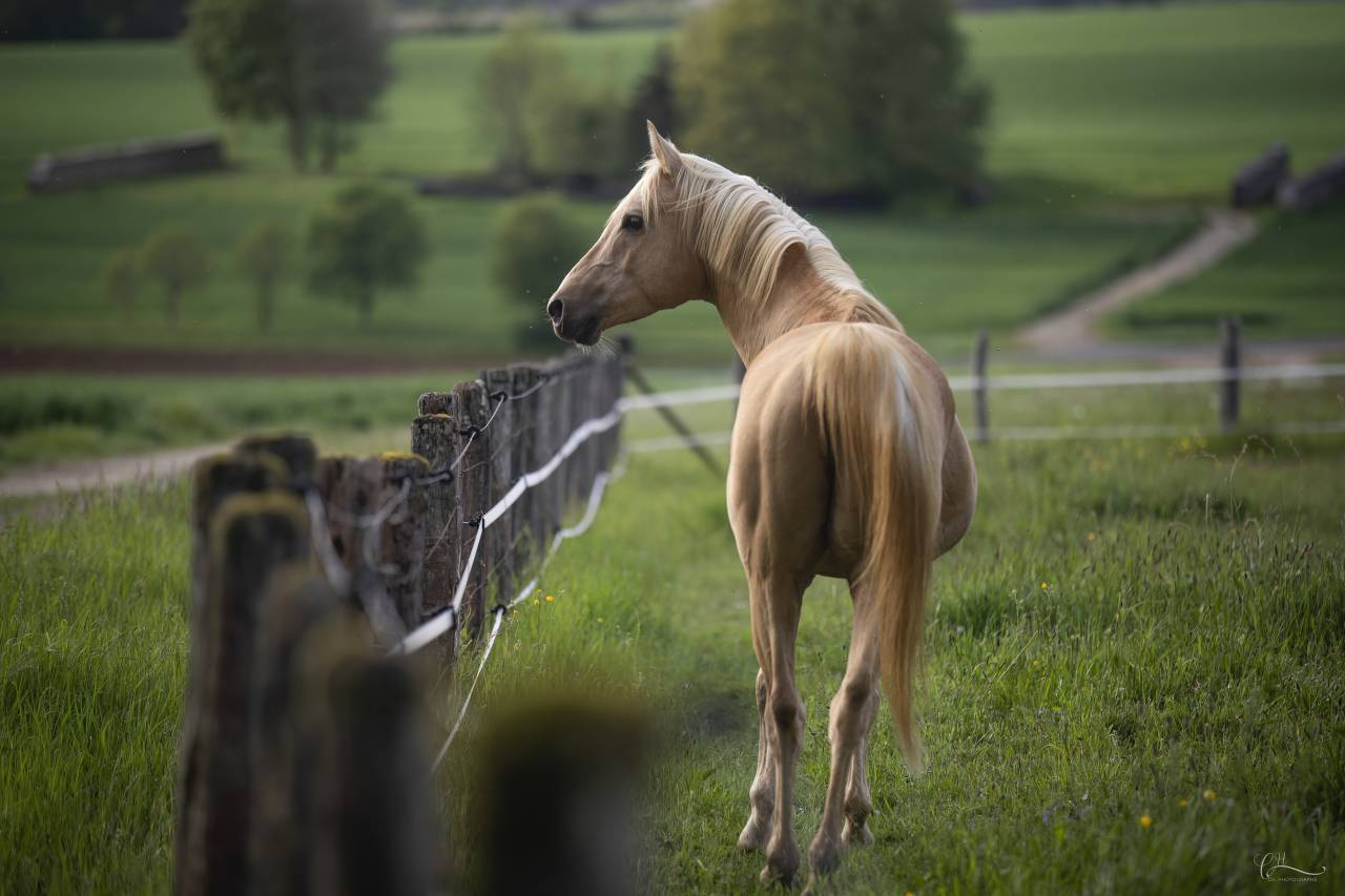 Saillie Etalon DSA 93.75% Arabe