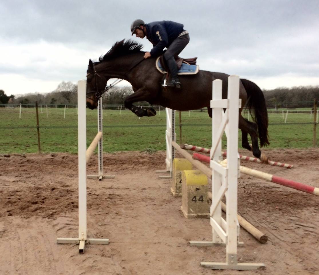 Poulinière SF pleine (et possible suitée)