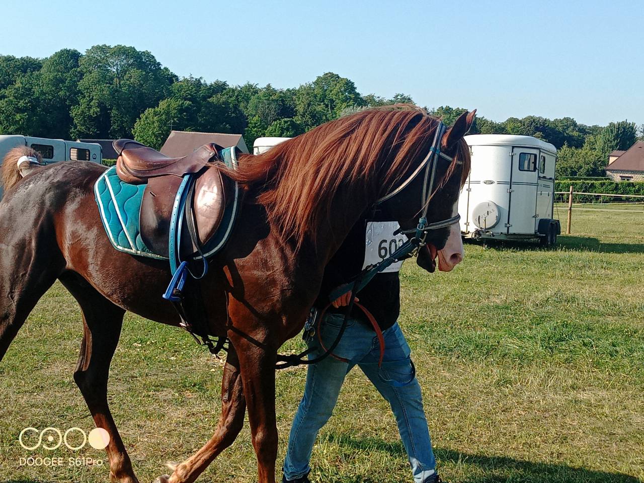 Avalon in shepes, entier AR 11ans