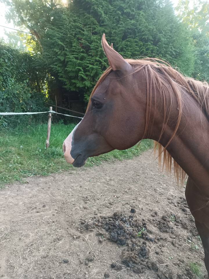 Avalon in shepes, entier AR 11ans