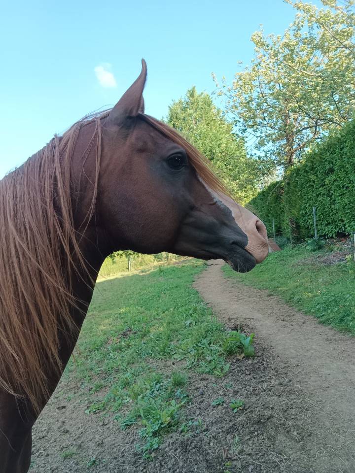 Avalon in shepes, entier AR 11ans