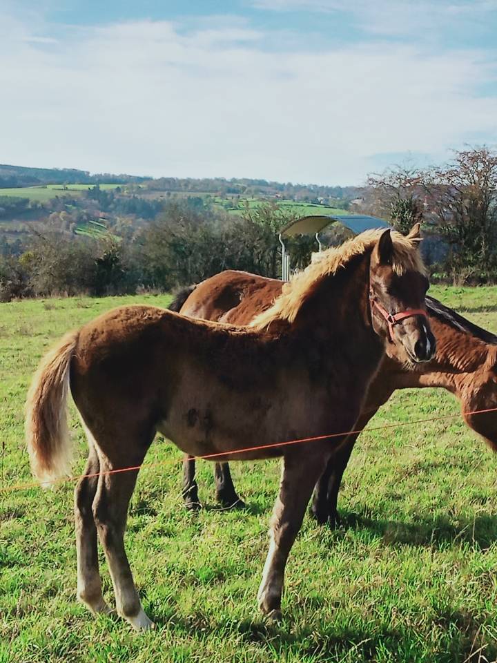 Pouliche DSA mère New-Forest