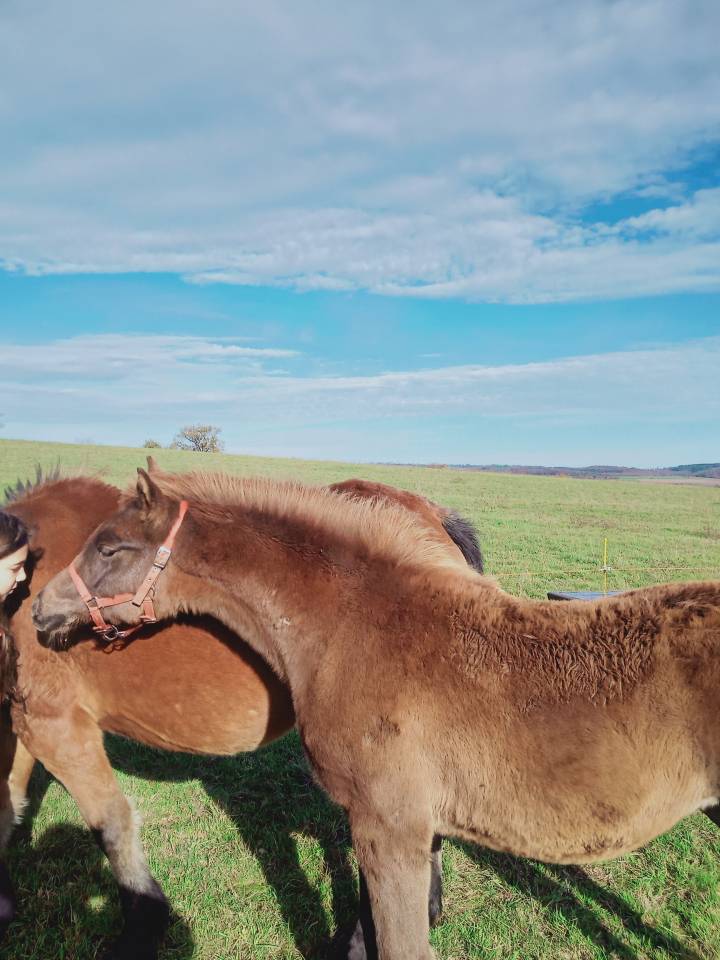 Pouliche DSA mère New-Forest