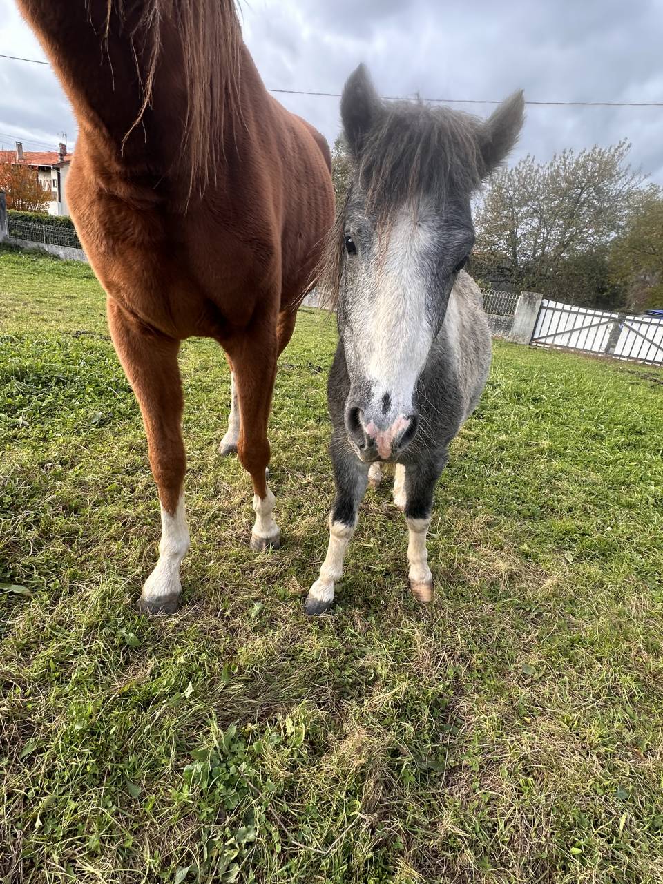 Lot de deux poneys 