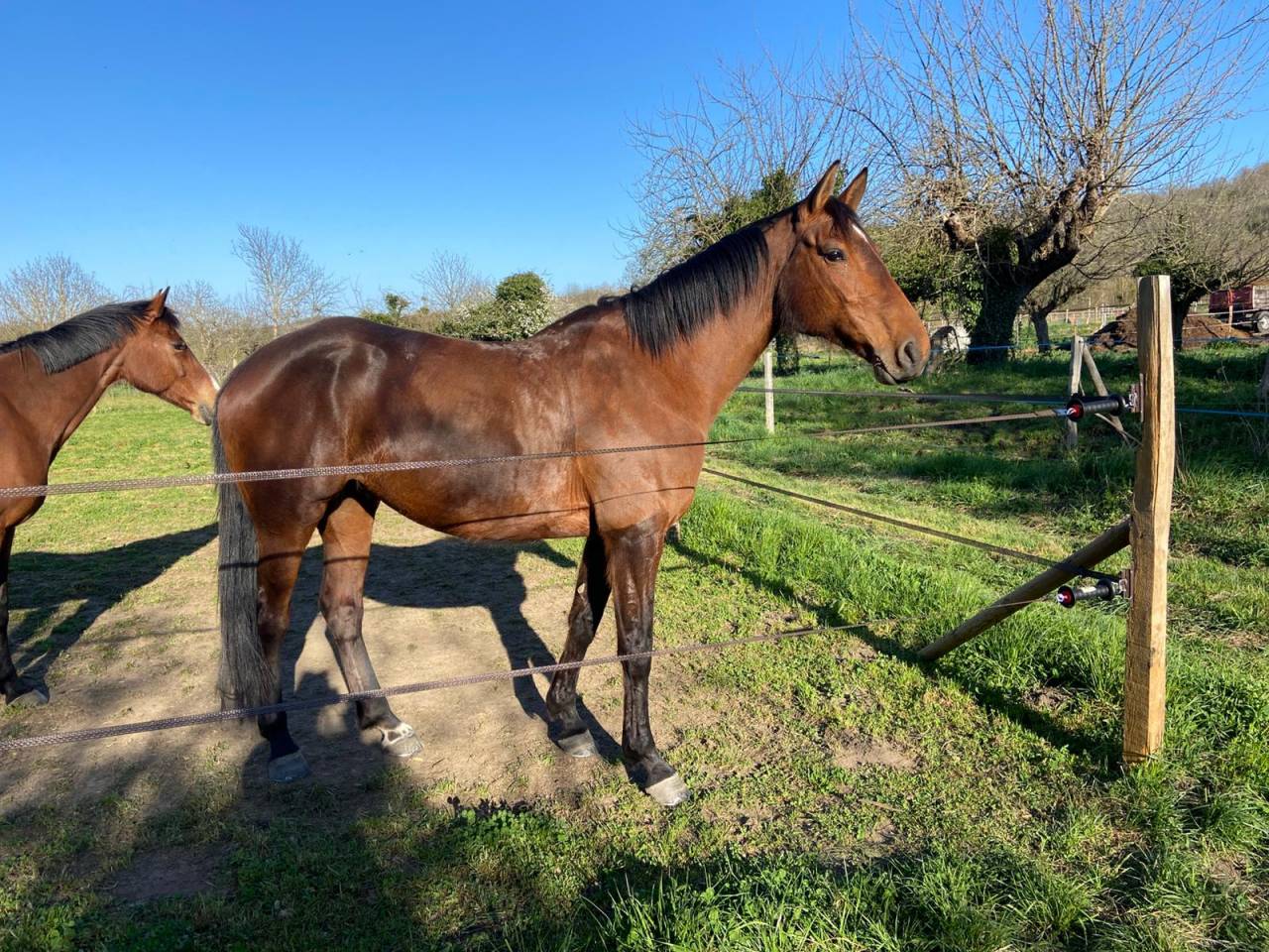 Jument SF 8 ans pour poulinière 