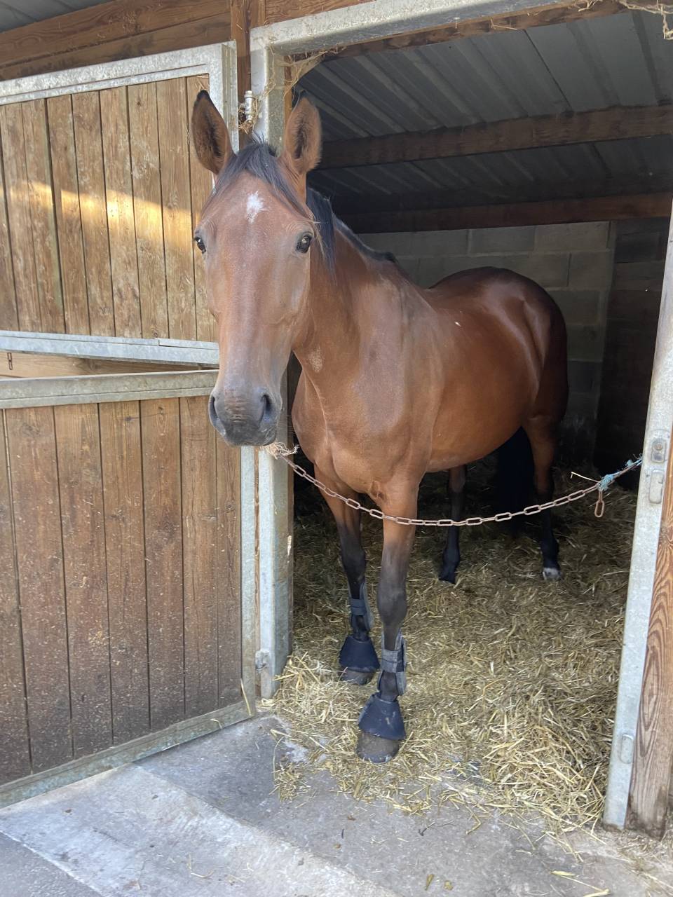 Jument SF 8 ans pour poulinière 