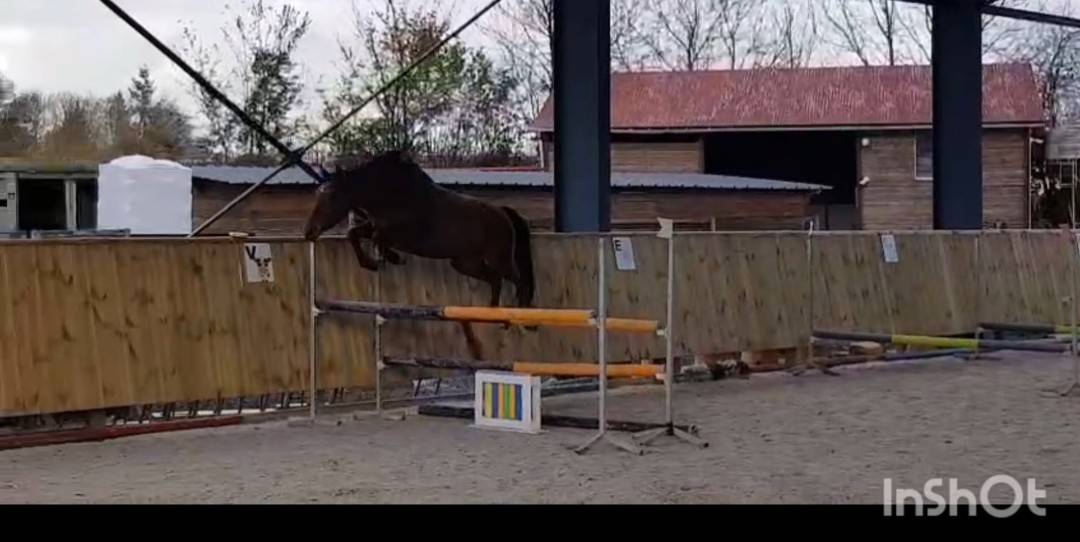 A VENDRE PETITE PÉPITE 