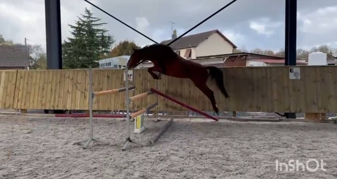 A VENDRE PETITE PÉPITE 