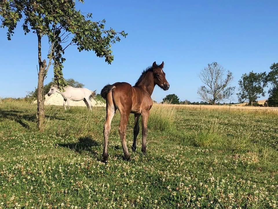 Foal mâle connemara bai