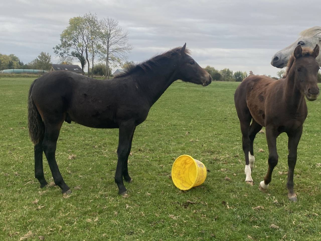 Foal mâle connemara bai