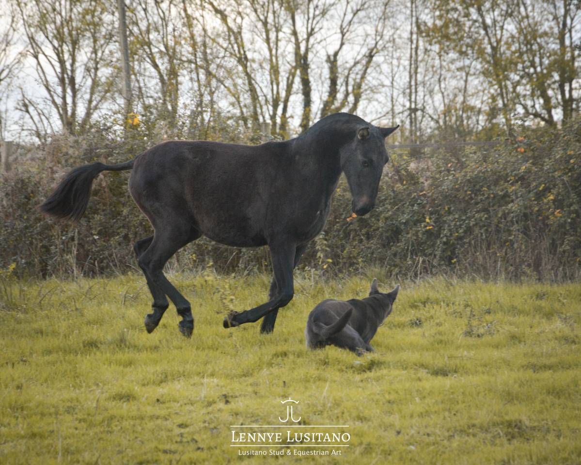 Pouliche Pur-Sang Lusitanienne