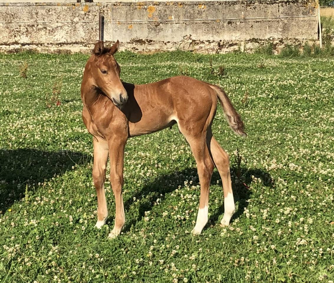 Croisement Welsh x selle français 