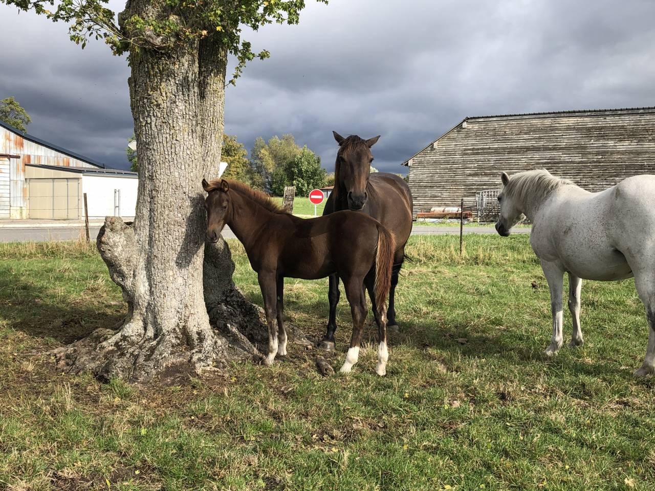 Croisement Welsh x selle français 