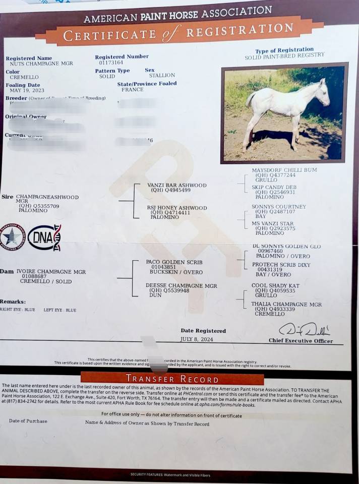 Paint horse PP cremollo 2ans