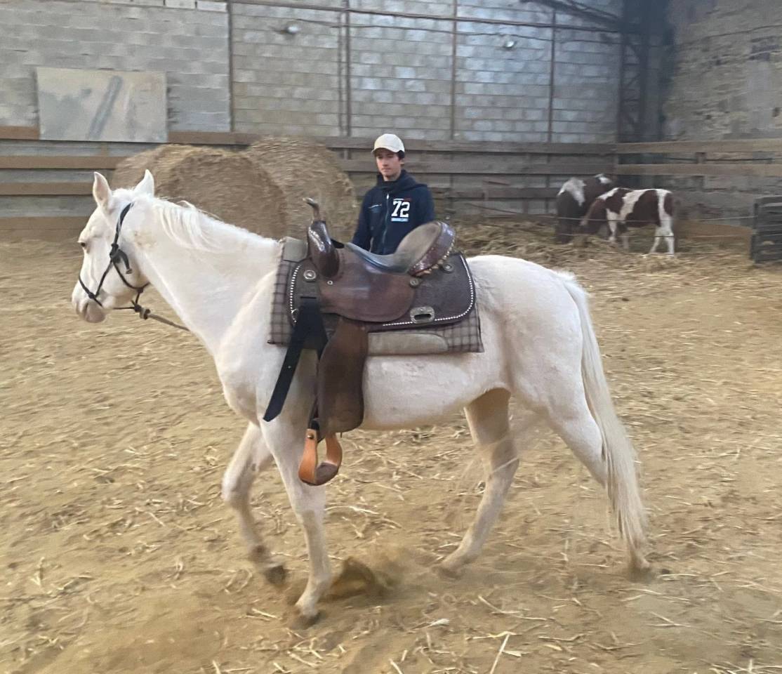 Paint horse PP cremollo 2ans