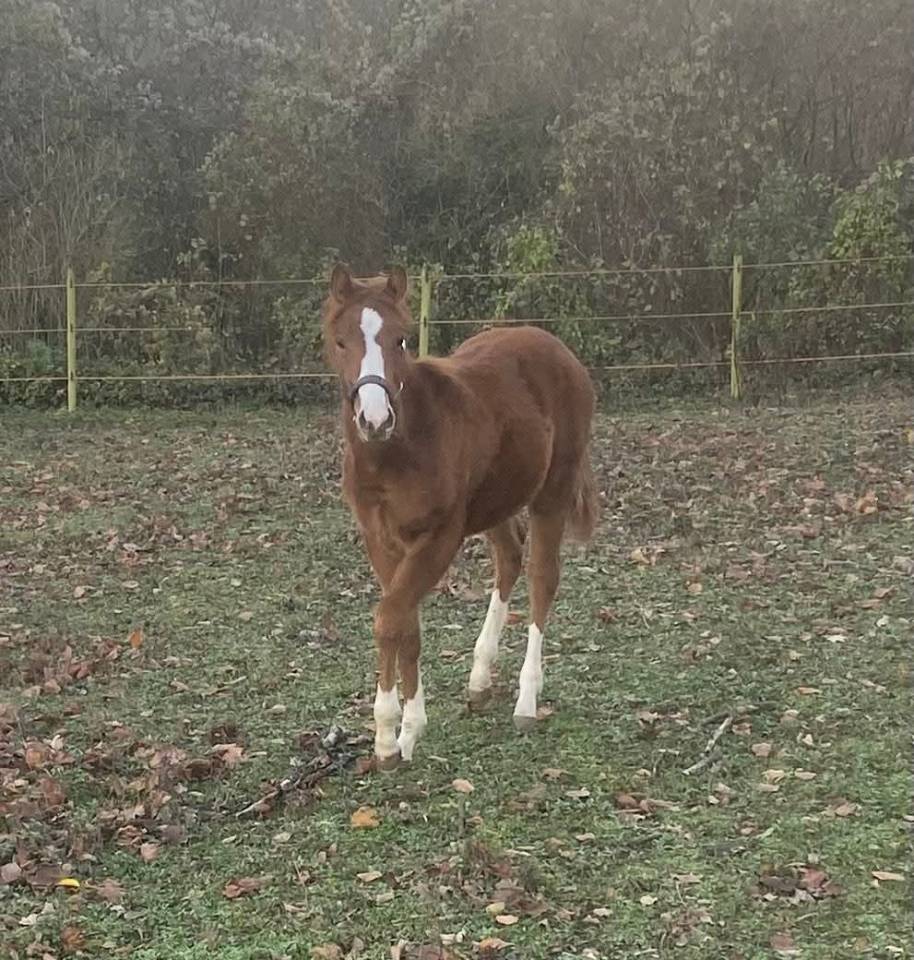 Pouliche painthorse solid PP 2025