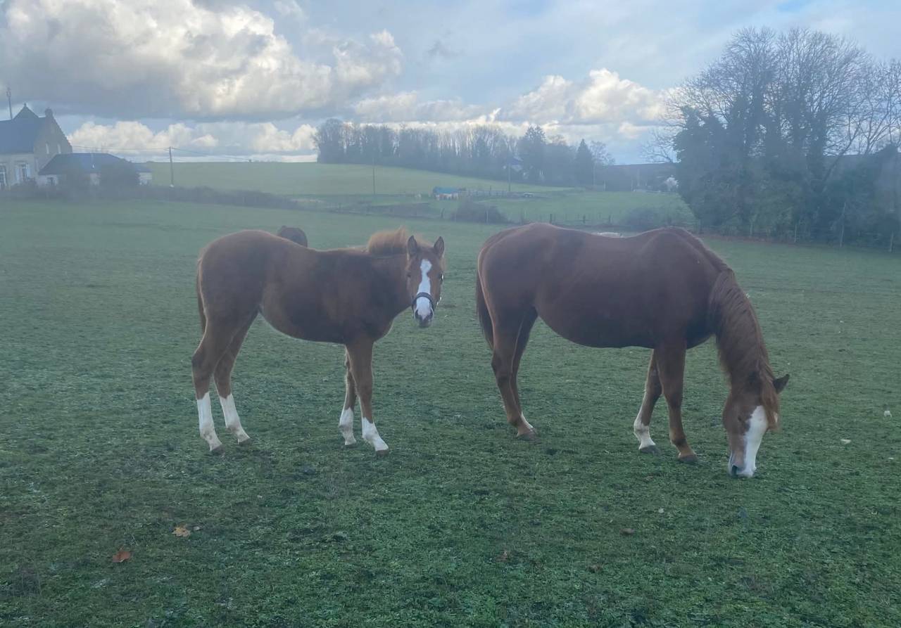 Pouliche painthorse solid PP 2025