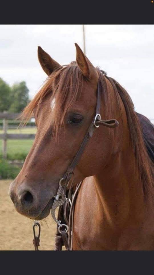 Pouliche painthorse solid PP 2025