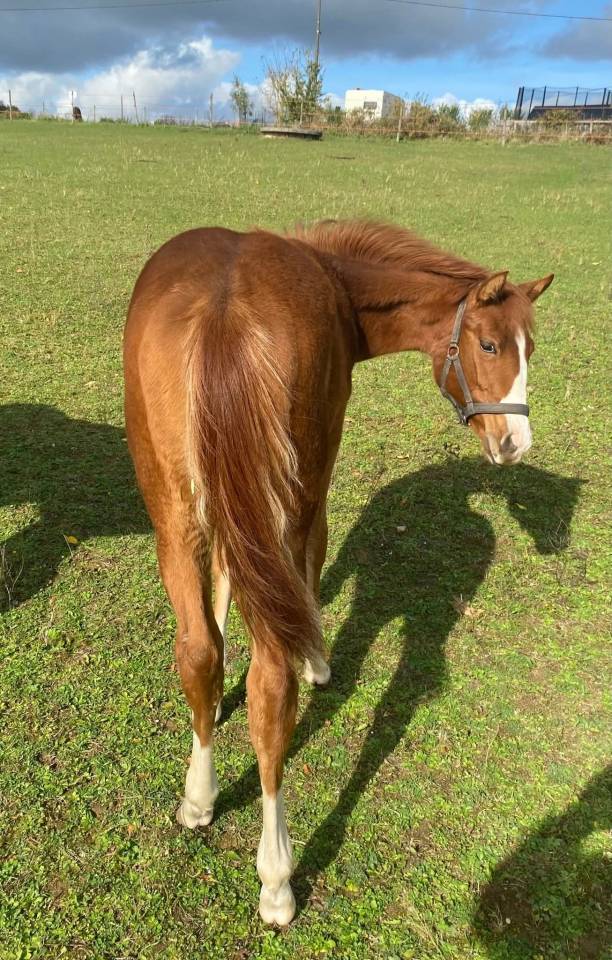 Pouliche painthorse solid PP 2025