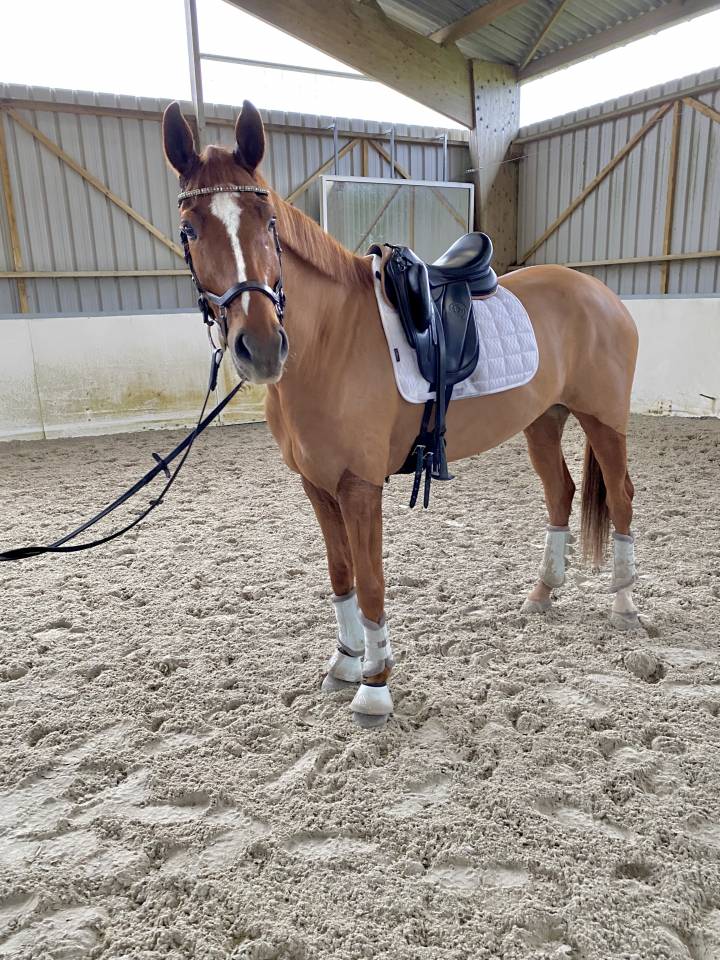 Hongre, 7 ans, SF, 1m67 dressage et CSO