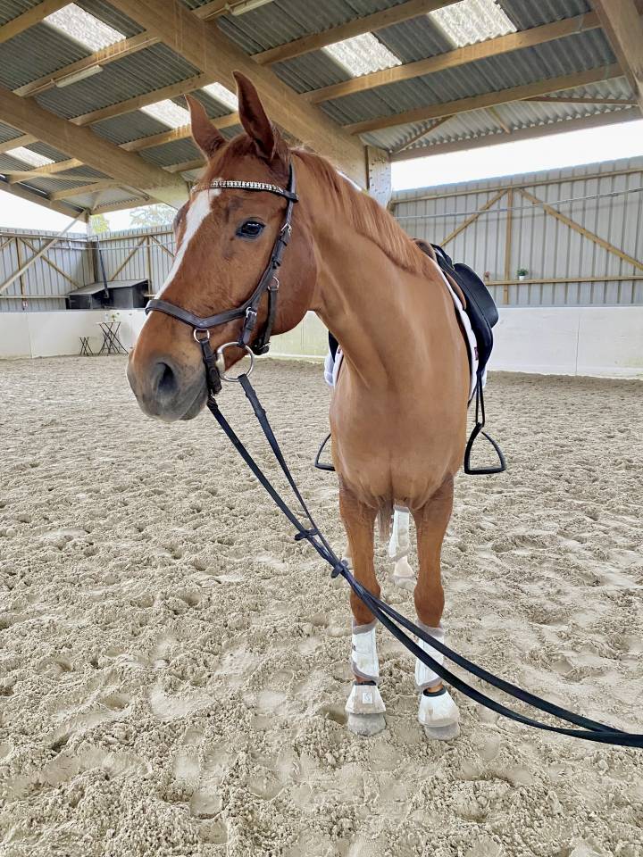 Hongre, 7 ans, SF, 1m67 dressage et CSO