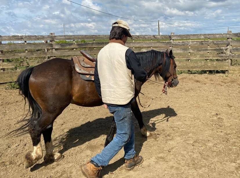 Iron poney welsh D PP 7ans