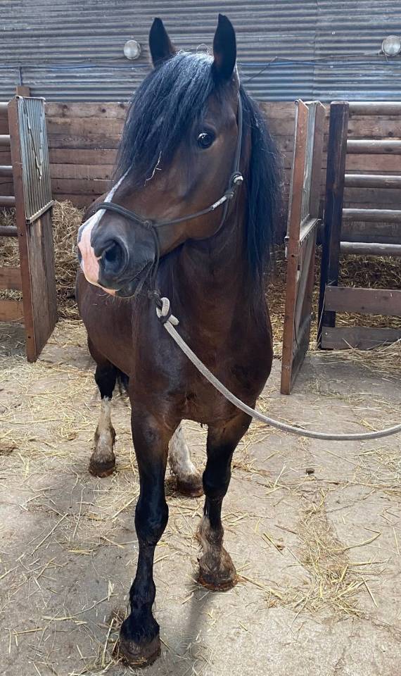 Iron poney welsh D PP 7ans