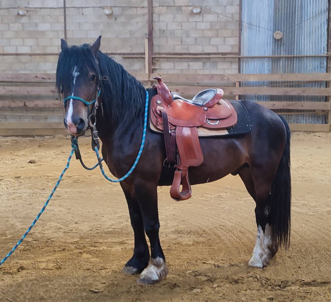 Iron poney welsh D PP 7ans
